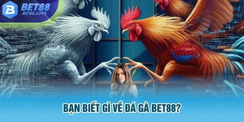 Bạn biết gì về đá gà Bet88?