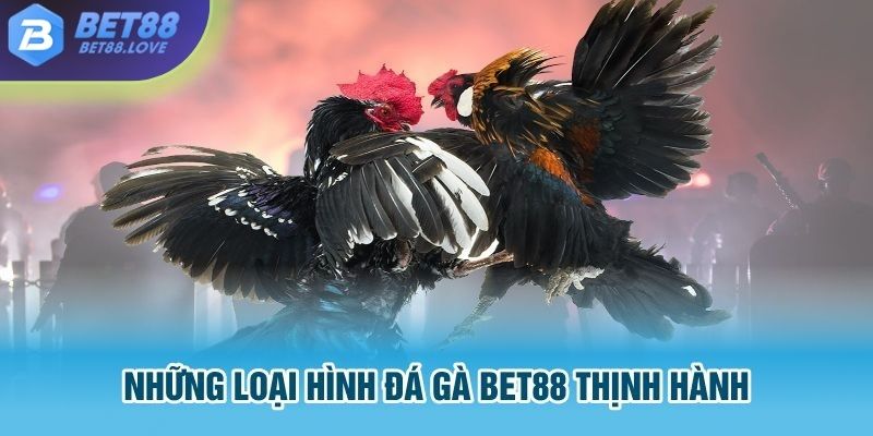 Những loại hình đá gà Bet88 thịnh hành